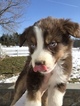 Small Photo #6 Australian Shepherd Puppy For Sale in ANDOVER, NJ, USA