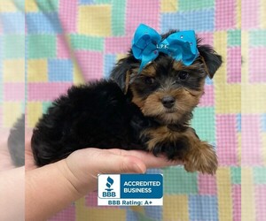 Yorkshire Terrier Puppy for sale in WINNSBORO, LA, USA