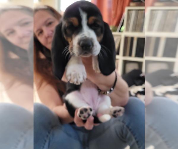 Medium Photo #2 Basset Hound Puppy For Sale in JACKSONVILLE, FL, USA