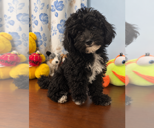Bichpoo Puppy for sale in DURHAM, CT, USA