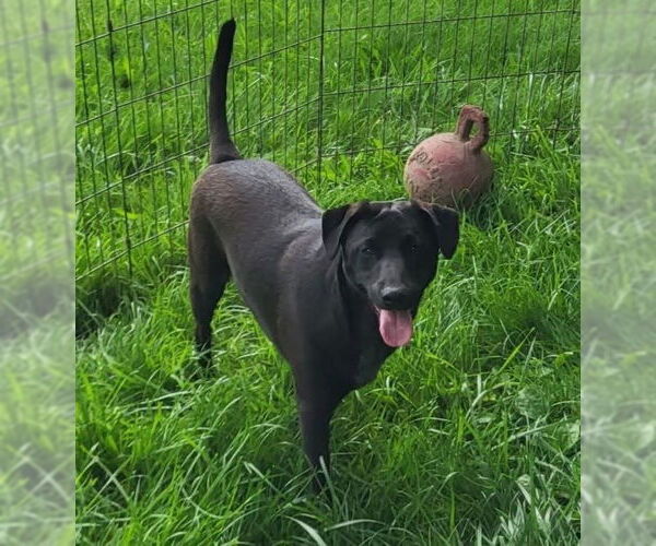 Medium Photo #5 Mutt Puppy For Sale in Germantown, OH, USA