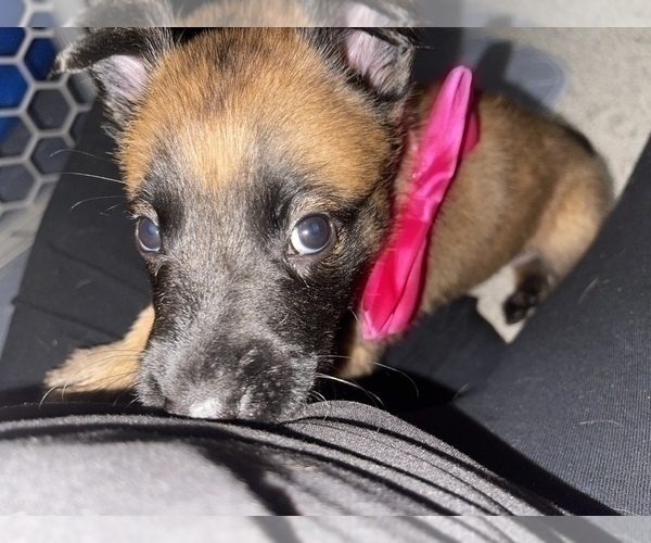 Medium Photo #20 Belgian Malinois Puppy For Sale in REESEVILLE, WI, USA