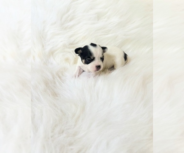 Medium Photo #4 Chihuahua Puppy For Sale in SACRAMENTO, CA, USA