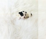 Small #3 Chihuahua