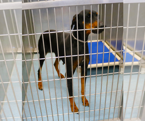 Medium Photo #2 Doberman Pinscher Puppy For Sale in Pasadena, CA, USA