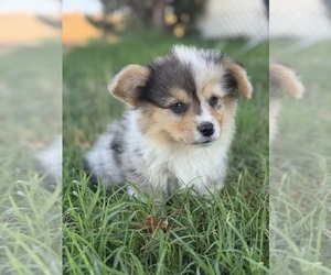 Pembroke Welsh Corgi Puppy for sale in OAKDALE, CA, USA