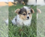 Small Pembroke Welsh Corgi