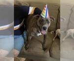 Small American Staffordshire Terrier Mix