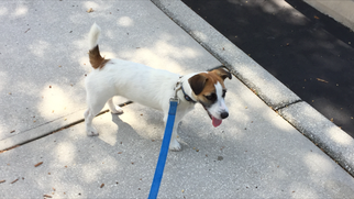 Jack Russell Terrier Puppy for sale in BEAUFORT, SC, USA