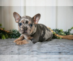 Puppy Max Faux Frenchbo Bulldog