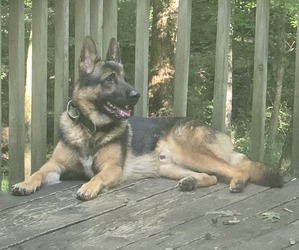 Father of the German Shepherd Dog puppies born on 02/25/2025