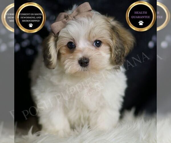 Medium Photo #1 Maltipoo Puppy For Sale in WARSAW, IN, USA