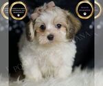 Image preview for Ad Listing. Nickname: Banjo