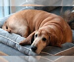 Small #5 Basset Hound
