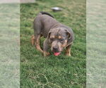 Puppy Manitou American Bully
