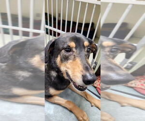 Smith (Smitty) Special Needs - Male Mutt Dog for Adoption - Photo #4