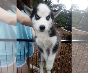 Siberian Husky Puppy for sale in FLORENCE, SC, USA