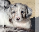 Small Photo #9 Aussiedoodle Puppy For Sale in DOWELLTOWN, TN, USA