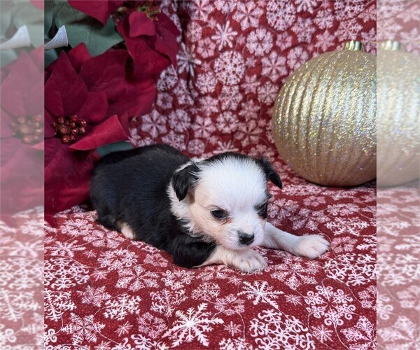 Medium Photo #30 Chihuahua Puppy For Sale in PEMBROKE PINES, FL, USA