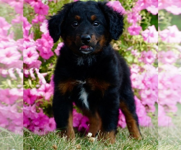 Medium Photo #6 Bernedoodle (Miniature) Puppy For Sale in NAPPANEE, IN, USA