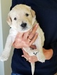 Small Photo #24 Goldendoodle Puppy For Sale in DALLAS, GA, USA