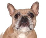 Small French Bulldog Mix