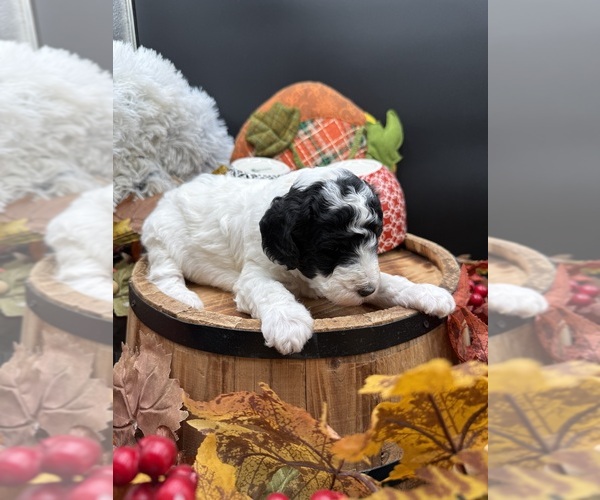 Medium Photo #3 Goldendoodle mix (+ Poodle Miniature) Puppy For Sale in HAYDEN, AL, USA
