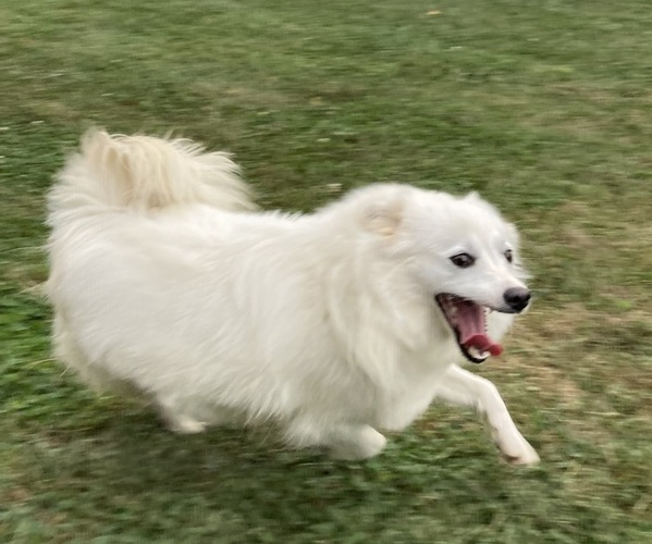 Medium Photo #1 Miniature American Eskimo Puppy For Sale in DOWNING, MO, USA