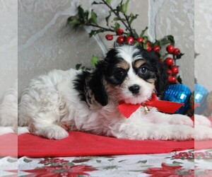 Cavachon Puppy for sale in GORDONVILLE, PA, USA