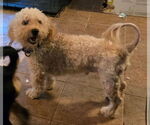 Small #1 Poodle (Miniature)