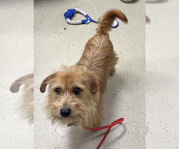 Medium Photo #1 Mutt Puppy For Sale in Mundelein, IL, USA