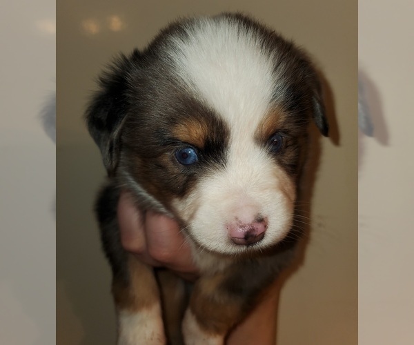 Medium Photo #1 Miniature Australian Shepherd Puppy For Sale in ARLINGTON, TX, USA