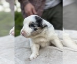 Small Photo #86 Border Collie Puppy For Sale in MOSIER, OR, USA