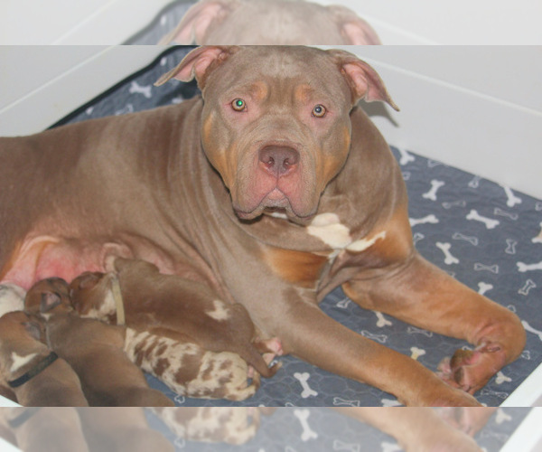 Medium Photo #35 American Bully Puppy For Sale in FORT LAUDERDALE, FL, USA