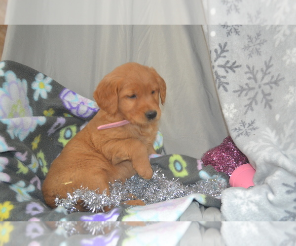 Medium Photo #2 Golden Retriever Puppy For Sale in GREENWOOD, WI, USA