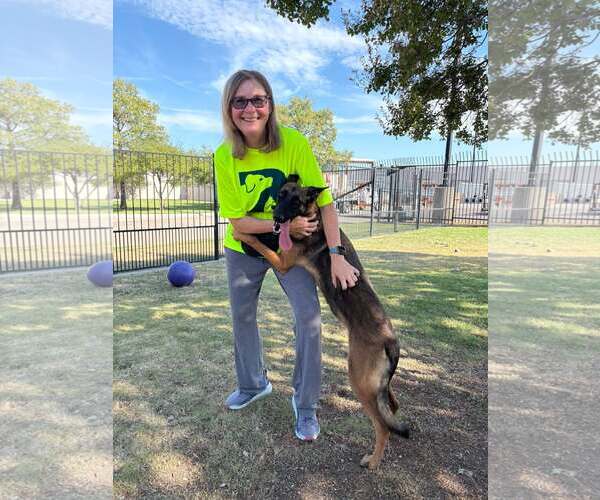 Medium Photo #2 Mutt Puppy For Sale in Rowlett, TX, USA