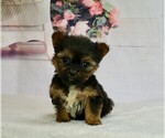 Small #3 Morkie-Yorkshire Terrier Mix
