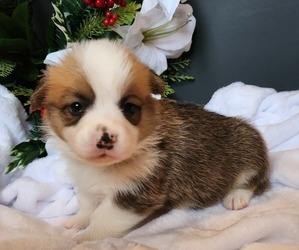 Pembroke Welsh Corgi Puppy for sale in KINGSTON, MI, USA