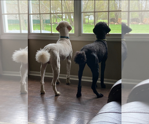 Father of the Poodle (Standard) puppies born on 04/19/2025