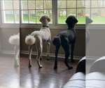 Small Photo #1 Poodle (Standard) Puppy For Sale in CICERO, IN, USA