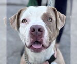 Small #8 American Staffordshire Terrier Mix