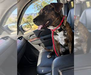 DROGO #2 - Male American Pit Bull Terrier-Unknown Mix Dog for Adoption - Photo #2