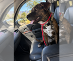 Small Photo #2 American Pit Bull Terrier-Unknown Mix Puppy For Sale in Chandler, AZ, USA