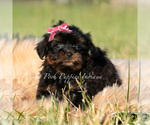 Small Photo #3 Maltipoo (Miniature) Puppy For Sale in WARSAW, IN, USA