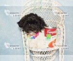 Small Photo #6 Maltipoo Puppy For Sale in SANGER, TX, USA