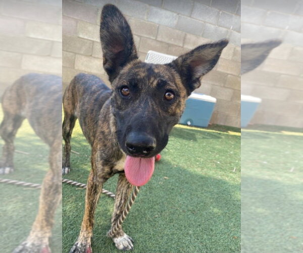 Medium Photo #1 Holland Shepherd-Unknown Mix Puppy For Sale in Lakewood, CO, USA