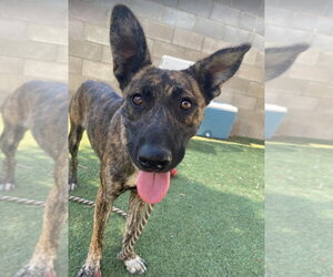 Holland Shepherd-Unknown Mix Dogs for adoption in Lakewood, CO, USA