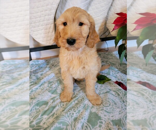Medium Photo #3 Goldendoodle Puppy For Sale in RUTHERFORDTON, NC, USA