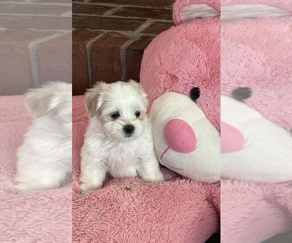 Medium Photo #3 Shih Tzu Puppy For Sale in FOLSOM, CA, USA
