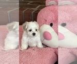 Small #2 Shih Tzu